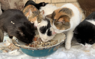 Peritonitis infecciosa felina (PIF) en gatos