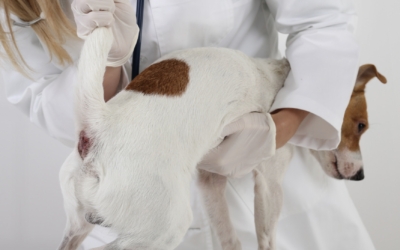 Cómo limpiar las glándulas anales de tu perro