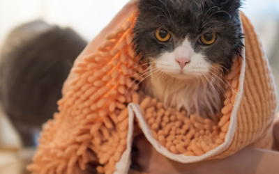 Cómo bañar a tu gato sin morir en el intento