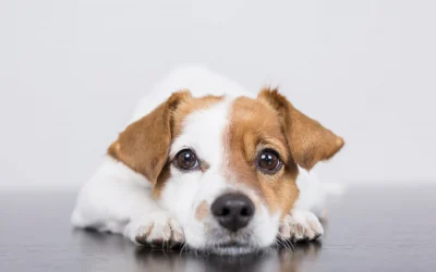 5 consejos para tener un perro tranquilo