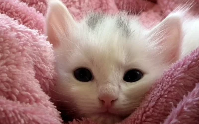 La llegada del gatito a casa