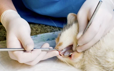 La salud bucodental en perros y gatos