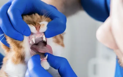La gingivoestomatitis felina
