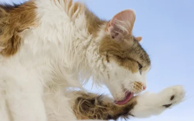 La higiene y el cuidado en el gato adulto
