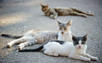 Inmunodeficiencia Felina (FIV)