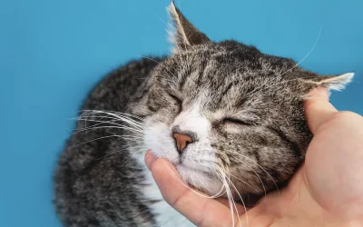 Enfermedad renal crónica crónica en gatos