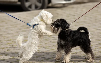 Celo en la perra: síntomas, duración, cuidados y cuándo esterilizar