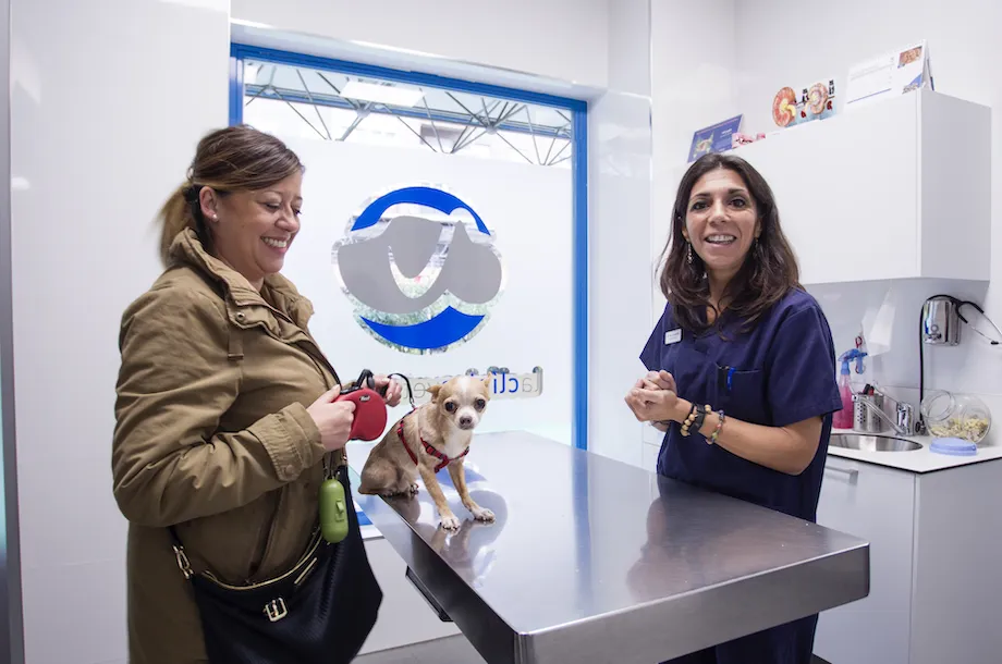 chequeo veterinario postvacacional chequeo veterinario postvacacional
