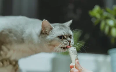 Malta para gatos, para qué usarla
