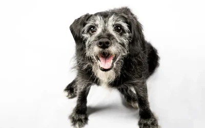 La artrosis en perros y gatos, ¿qué es?