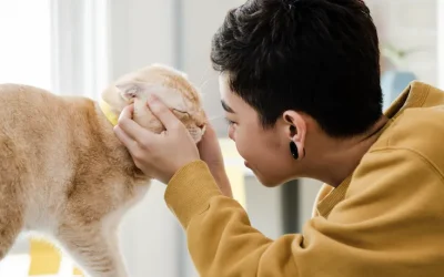 Mi gato me da cabezazos