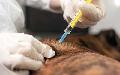 Cómo administrar insulina a tu mascota