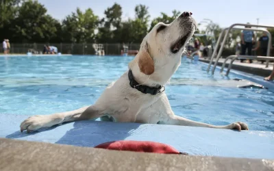 Piscinas y más sitios de la Comunidad de Madrid donde refrescarte con tu perro
