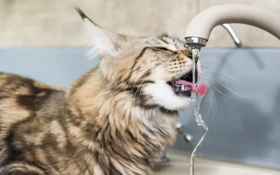Anima a tu gato a hidratarse en verano