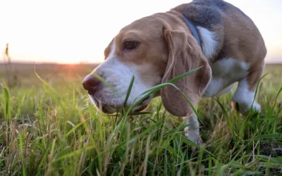 ¿Por qué los perros comen hierba?