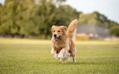 El Golden Retriever
