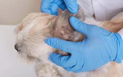 La importancia de la desparasitación externa en perros y gatos
