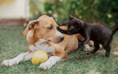 Cómo presentar un gato o gatito a tu perro