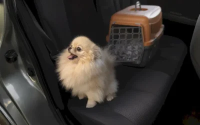 Viajar con mascotas, ¿sabes qué documentación necesitas?