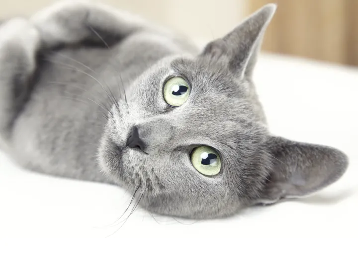 gato azul ruso
