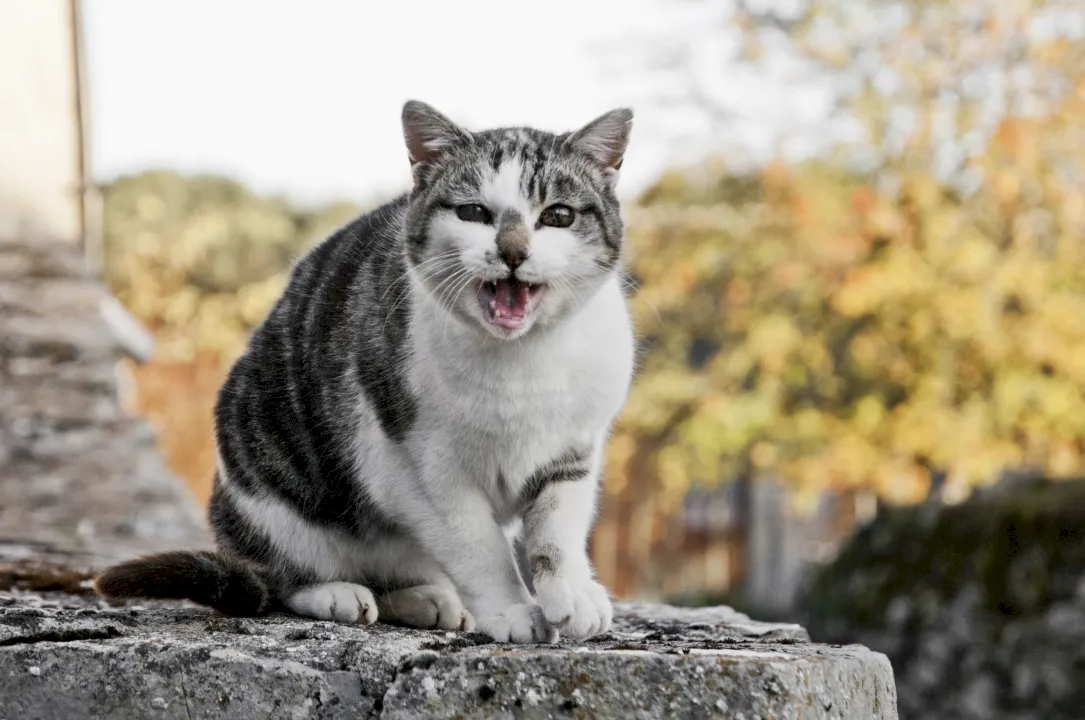 Alimentación natural para mascotas: mitos y realidades