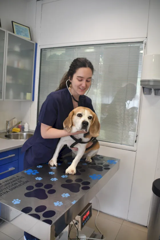 Auscultación canina