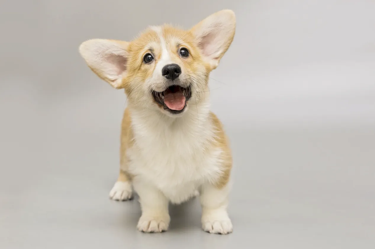 corgi
