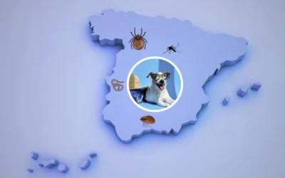 Desparasita a tu animal, según donde vayas a viajar