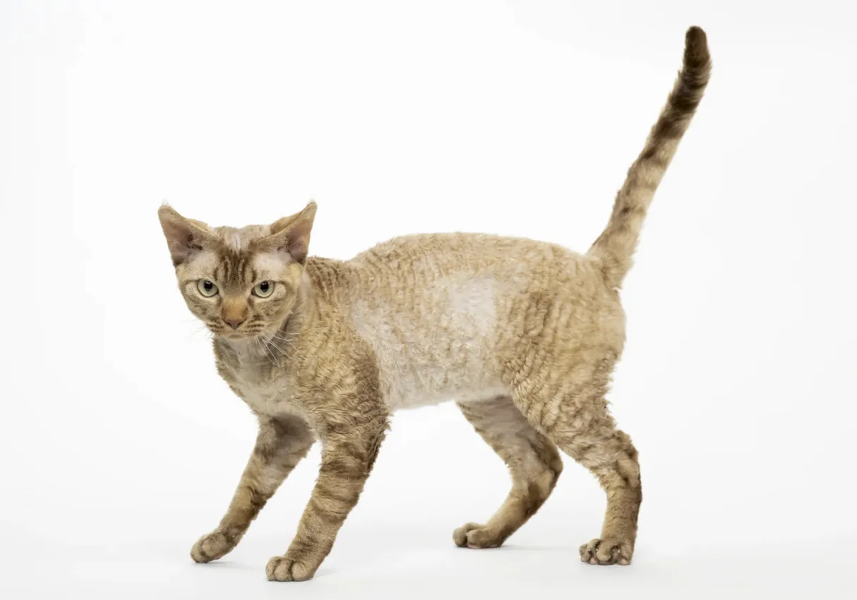 devon rex devon rex