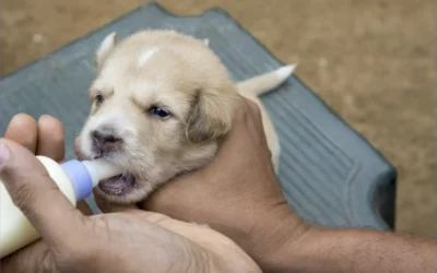 Alimentación en cachorros: Guía para un crecimiento saludable