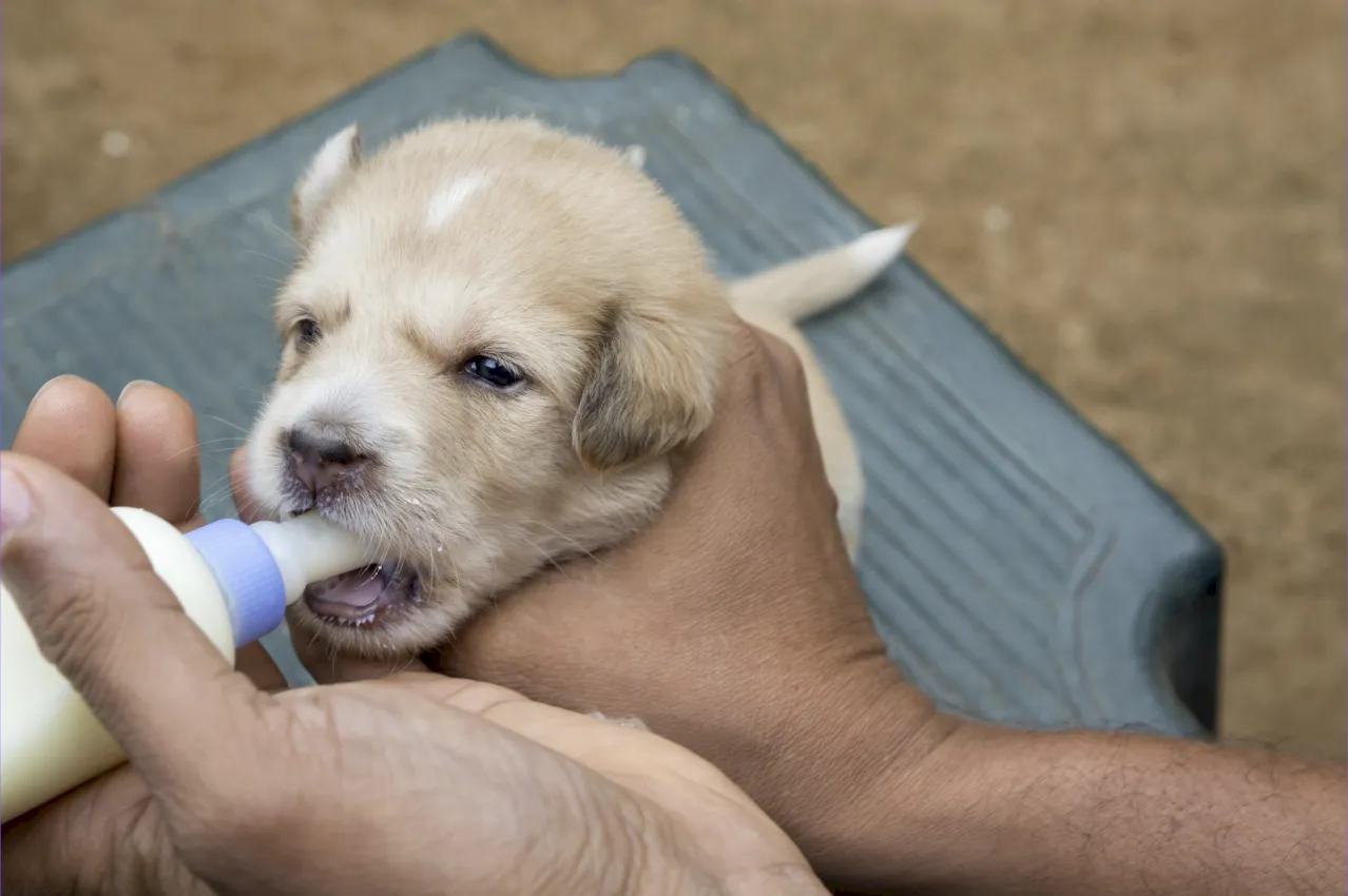 Guía de alimentación para cachorros Guía de alimentación para cachorros