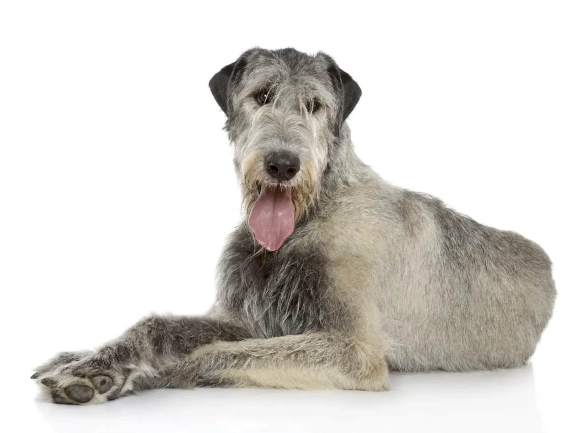 Irish Wolfhound Irish Wolfhound
