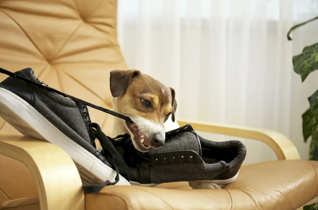 perro solo en casa con estrés