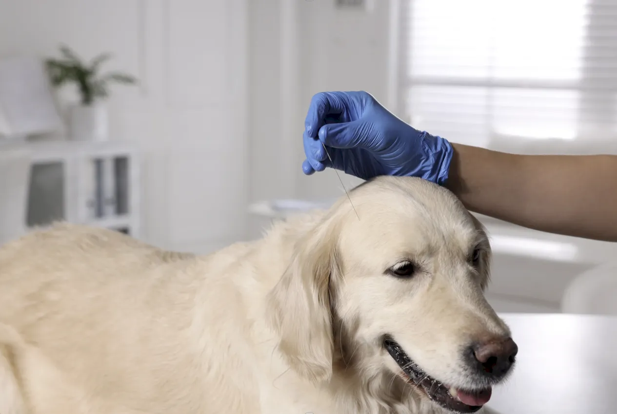 acupuntura para perros y gatos