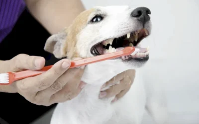 Higiene bucodental en mascotas: cuidados esenciales para su salud