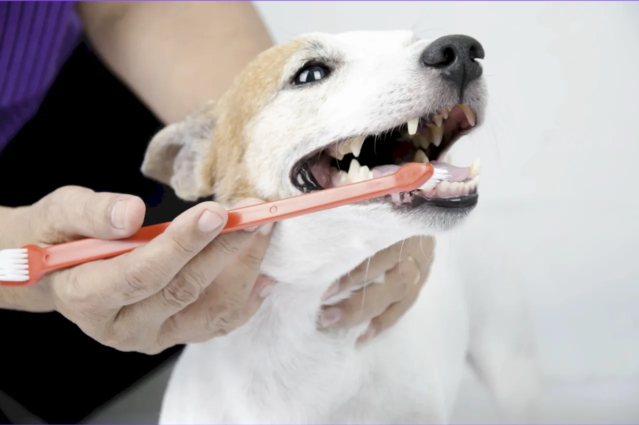 higiene bucal en mascotas