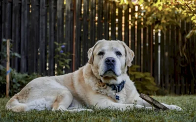 Tratamiento habitual de la leishmania en perros