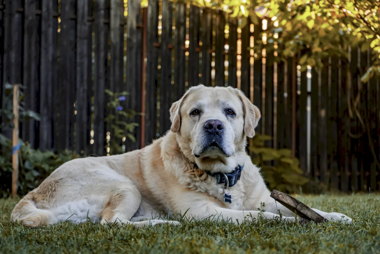 Perro con Leishmania