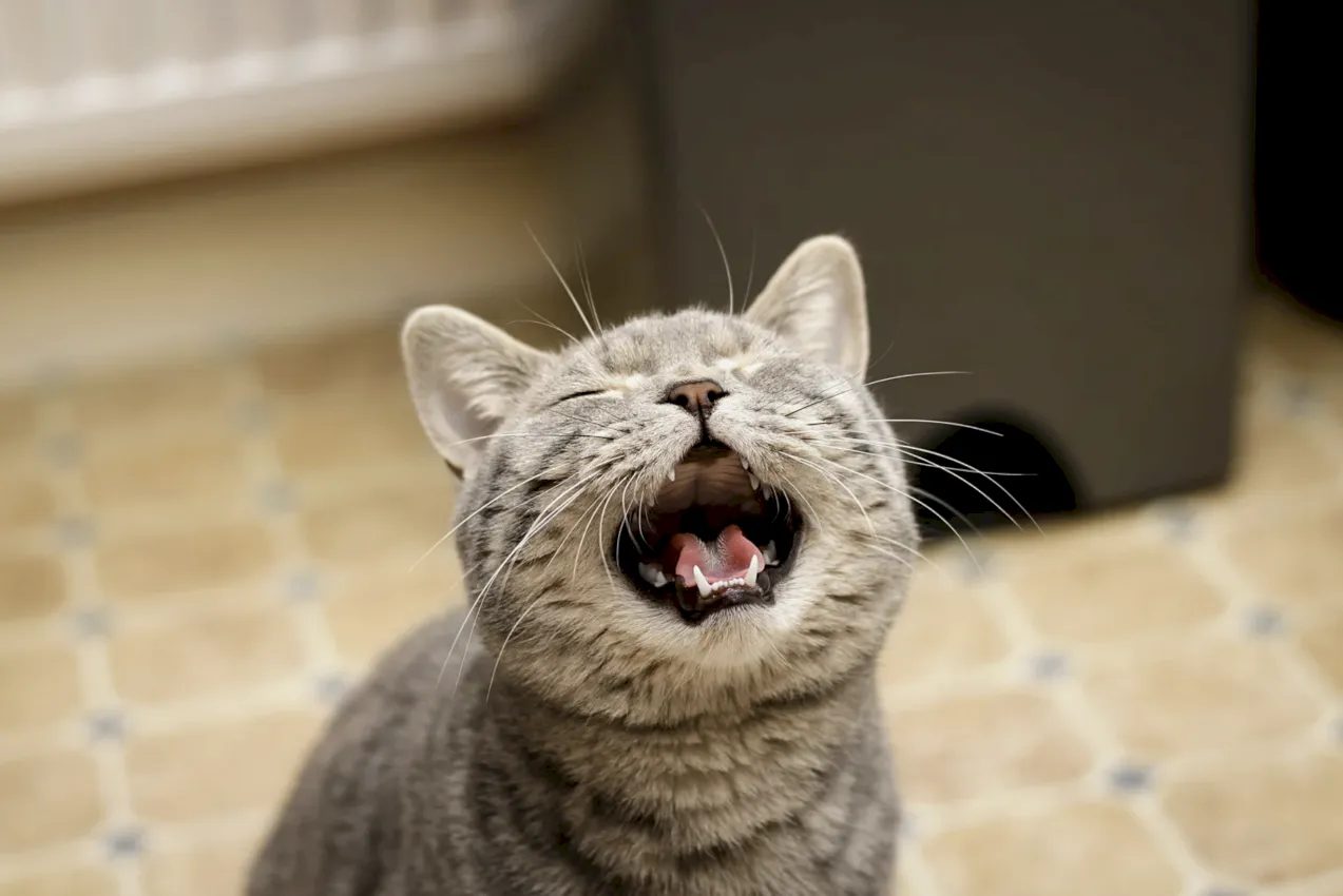 Gato maullando