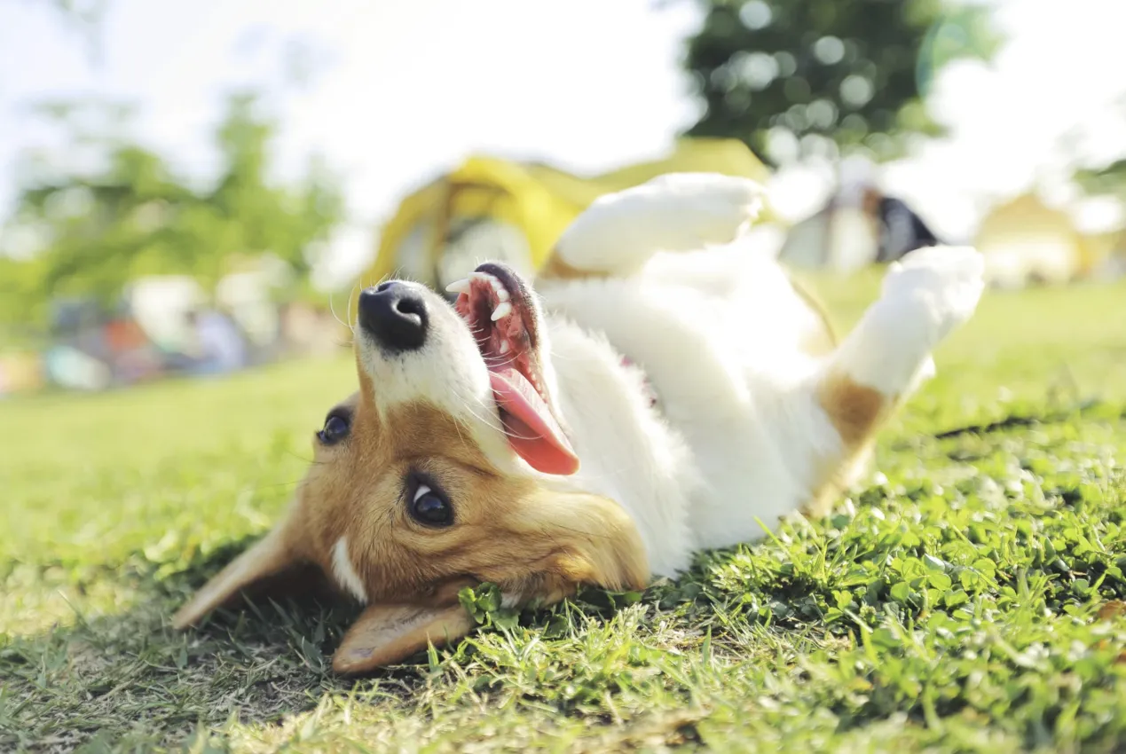 corazón perro