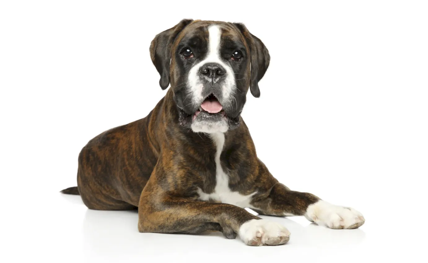 boxer