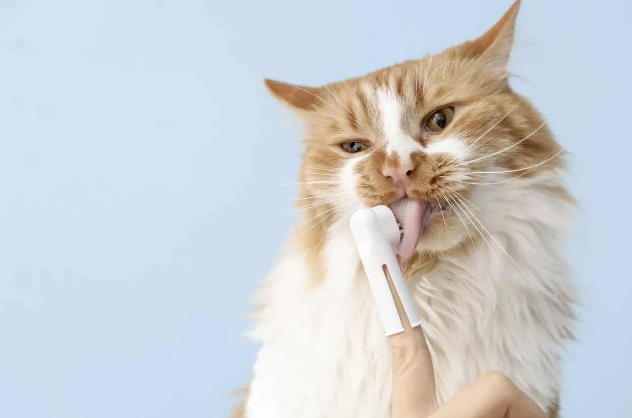higiene bucal gato