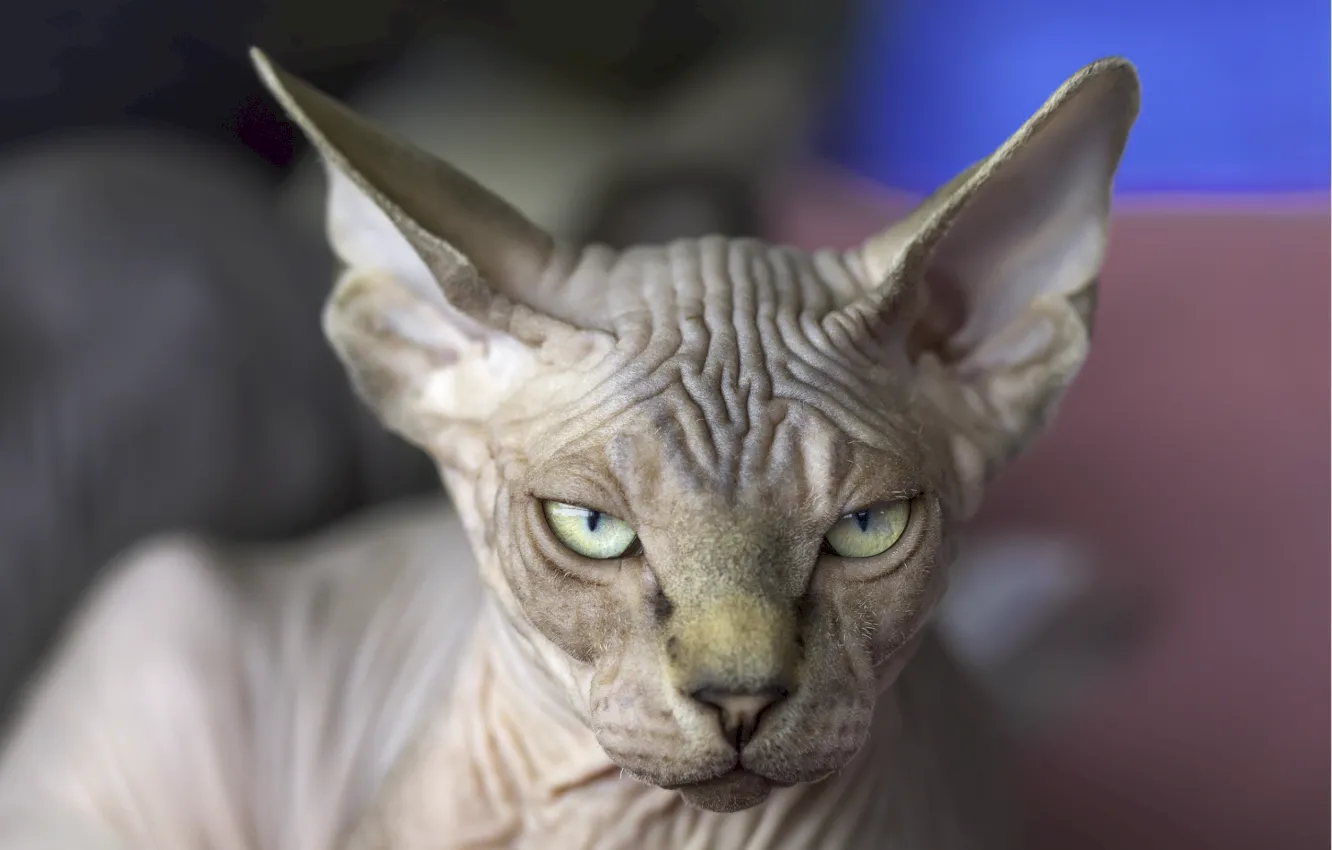 cuidados sphynx