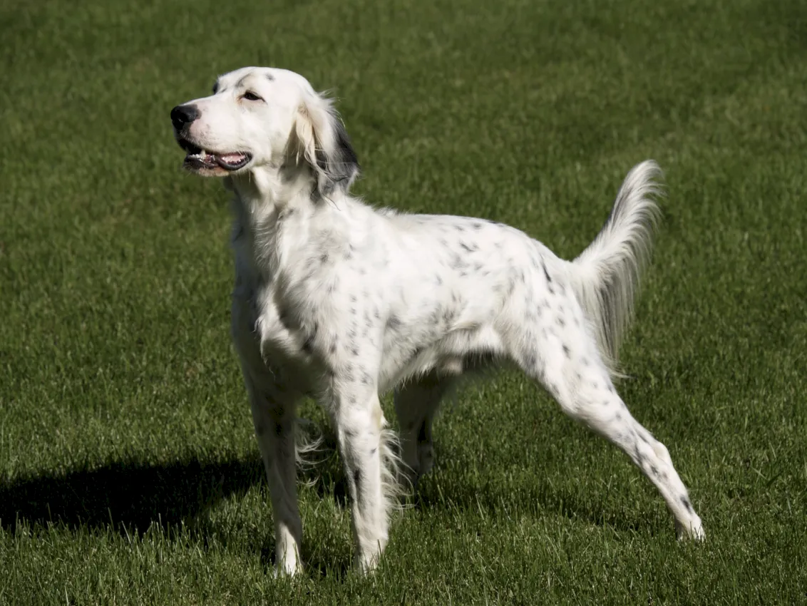 setter Inglés