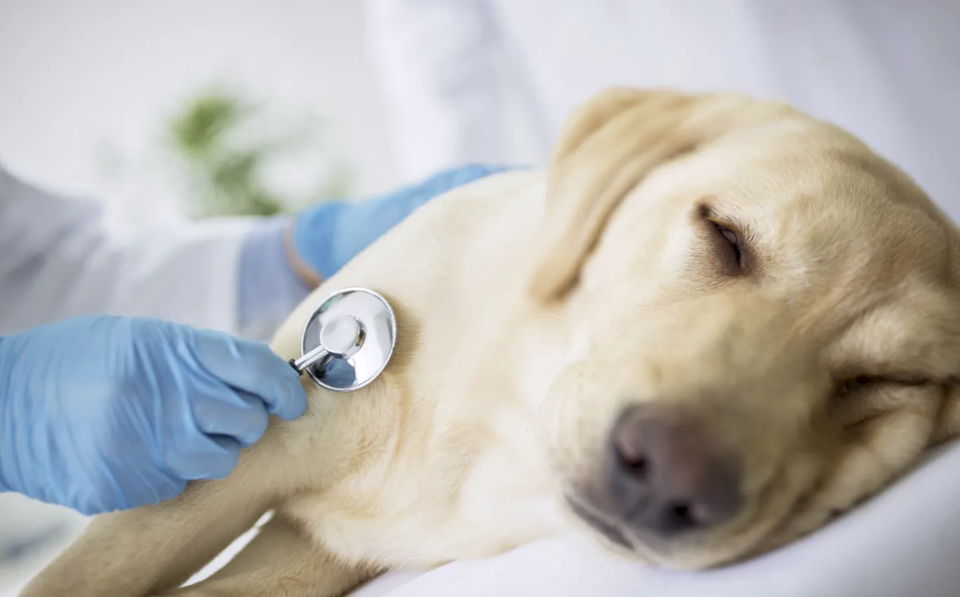 problemas digestivos en perros