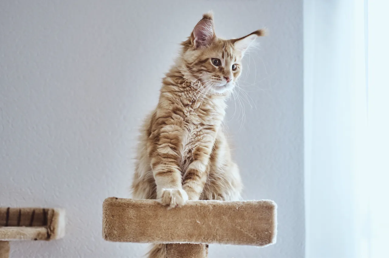 enriquecimieto ambiental gato