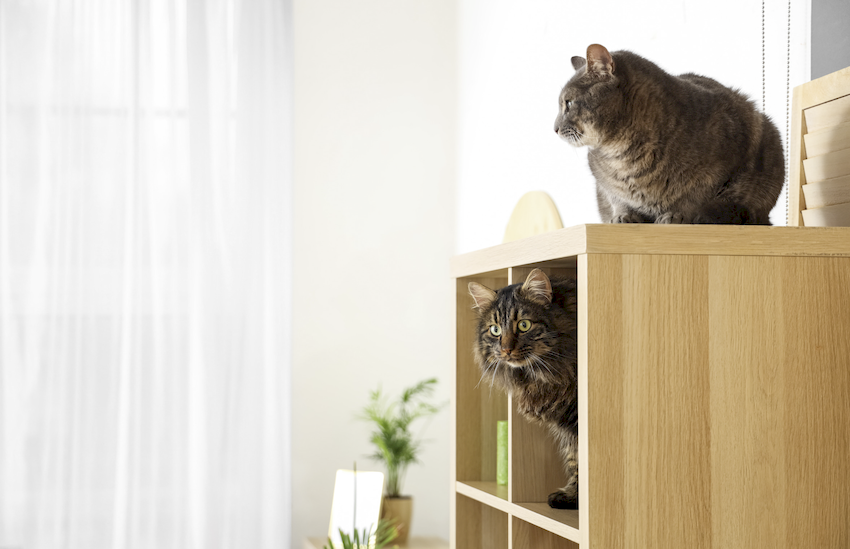 Pif en gatos