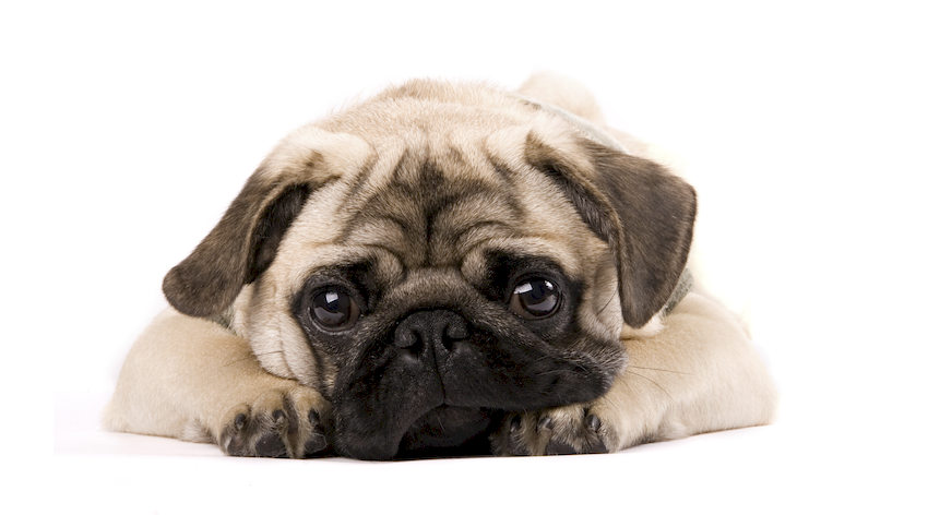 Pug