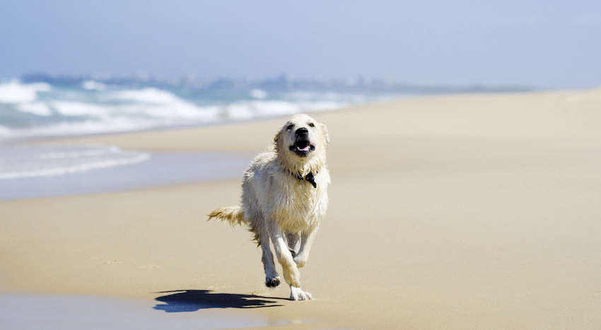 perro en la playa