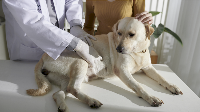 gastroenteritis en perros